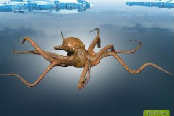 Kraken 19 at сайт